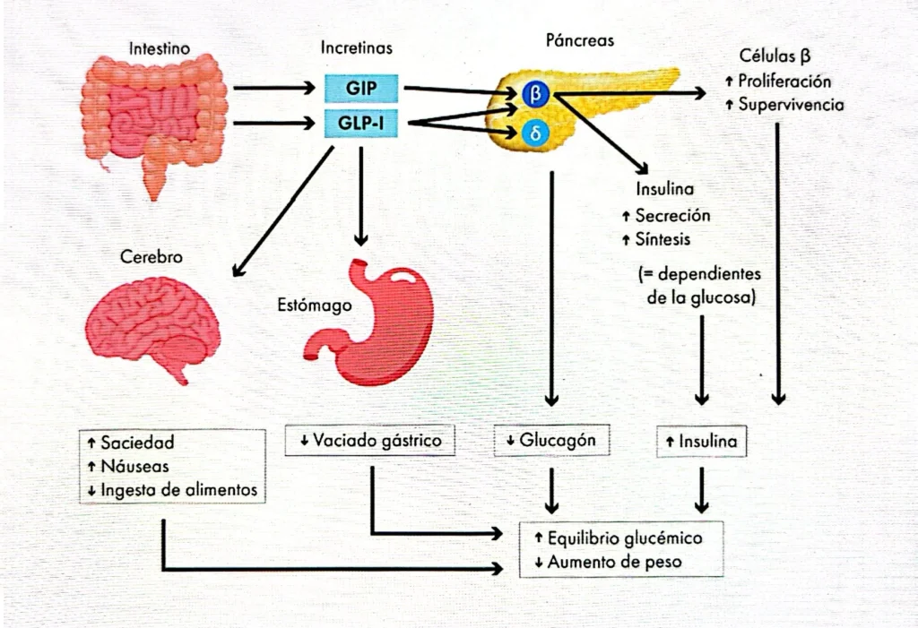 GLP-1