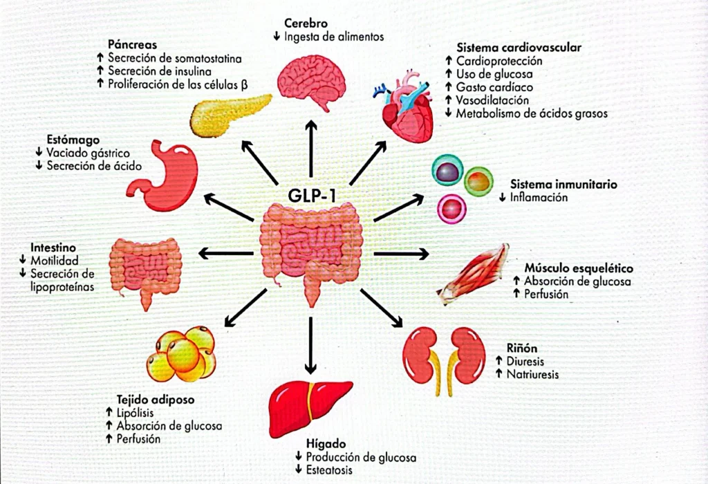 GLP-1
